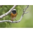 Adult Redstart Male: Front View