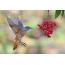 Redstart บน elderberry บินตา
