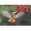 Redstart on the fly plucks elderberry