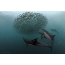 Foto GIF: delfin në kolonën e ujit