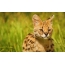 Photo serval