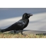 Black crow strides through the grass