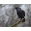 Raven: photo of a bird on a branch