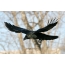 Raven: photo in flight
