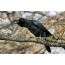 Raven: beautiful bird photo