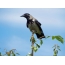 Hooded crow (lat. Corvus cornix)