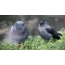Jackdaw and Dove: a joint photo