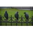 Jackdaws on the fence