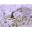 Gray partridge and the first September snow