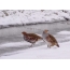 สีเทา partridges ในฤดูหนาว