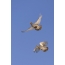 Gray partridges in flight