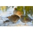 Partridges bask in the winter