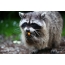 Raccoon eats