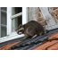 Raccoon บนหลังคาบ้าน
