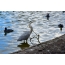 นกกระสาและคูตบนทะเลสาบในสวน Battersea