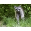 Raccoon in the grass
