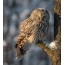 Gray tawny in the winter resting