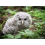 Chick of a gray owl, photo taken on the Elk Island