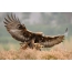 Eagle golden eagle hunts