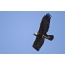 Eagle golden eagle high in the sky