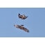 Two golden eagles find out the relationship in flight. The top bird is clearly a teenager