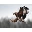 Golden eagle hunts in flight