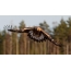 Young golden eagle in flight