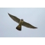 Bird Peregrine Falcon in the sky
