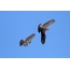 A pair of peregrine falcons in flight