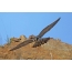 Bird Peregrine Falcon