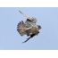 Bird Peregrine Falcon in Flight