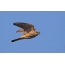 Falcon Merlin กำลังบินอยู่