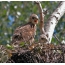 Buzzard chicks have grown up a little and changed color