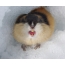 Lemming in the snow