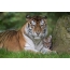 Снимка тигрица и тигърче