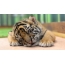 Photo of a sleeping cub