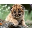 Photo of a little cub