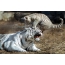 White tigress and tiger cub