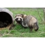 Photo: raccoon dog in the barrel-box