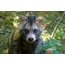Photo of a raccoon dog