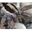 Tarantula Apulia (ווייַבלעך)