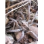 Apulian tarantula (Lycosa tarantula)