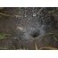 Gnijezdo tarantule nakon kiše