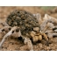 Vroulike Suid-Russiese tarantula met nageslag