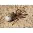 Жената от южно руската тарантула дърпа пашкула си с яйца. Кинбърнската коса в Черно море