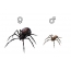 Black widow spider: female and male