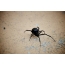 Black widow spider: adult female