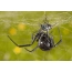 Black widow spider: adult female with prey