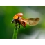 Ladybug spread its wings
