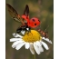 Ladybug and ant